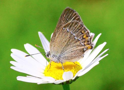 Réf. 242 872 : Satyrium acaciae